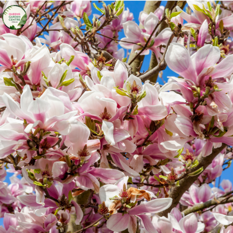  Close-up of a Magnolia 'Pink Bouquet' plant. The image highlights large, vibrant pink flowers with multiple overlapping petals that form a cup-like shape. The petals are a rich pink color with a slightly lighter shade towards the edges, and they have a smooth, velvety texture. At the center of each flower, a cluster of yellow stamens is visible, adding a contrasting focal point. 