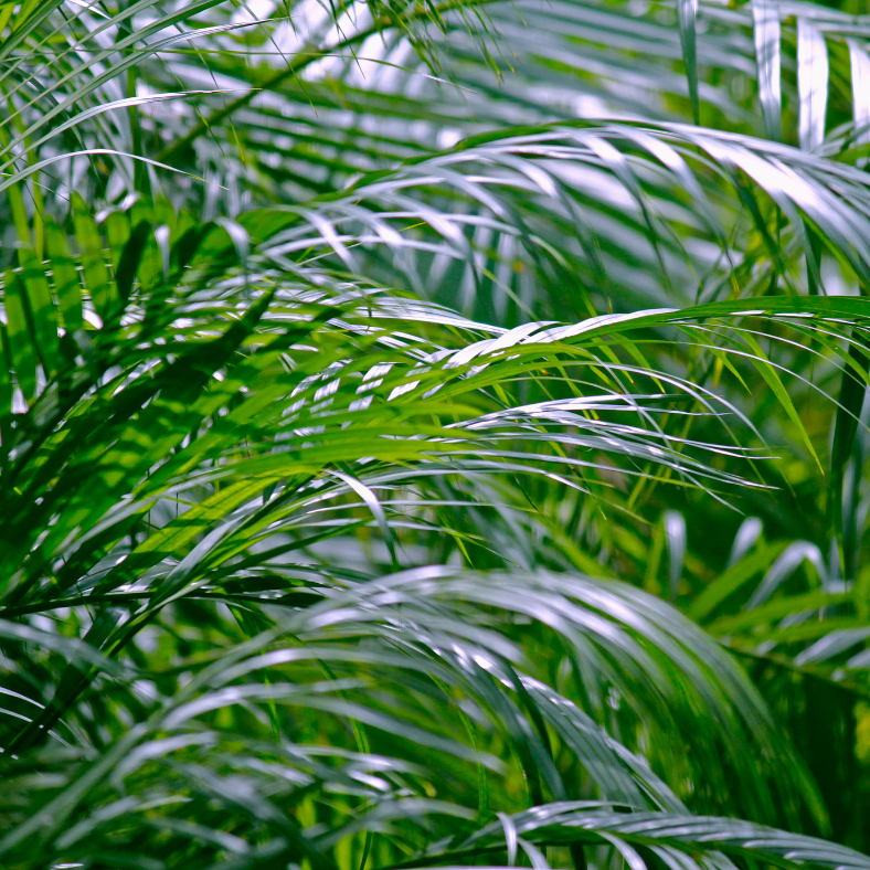 Dypsis lutescens