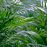 Dypsis lutescens