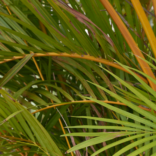 Dypsis lutescens
