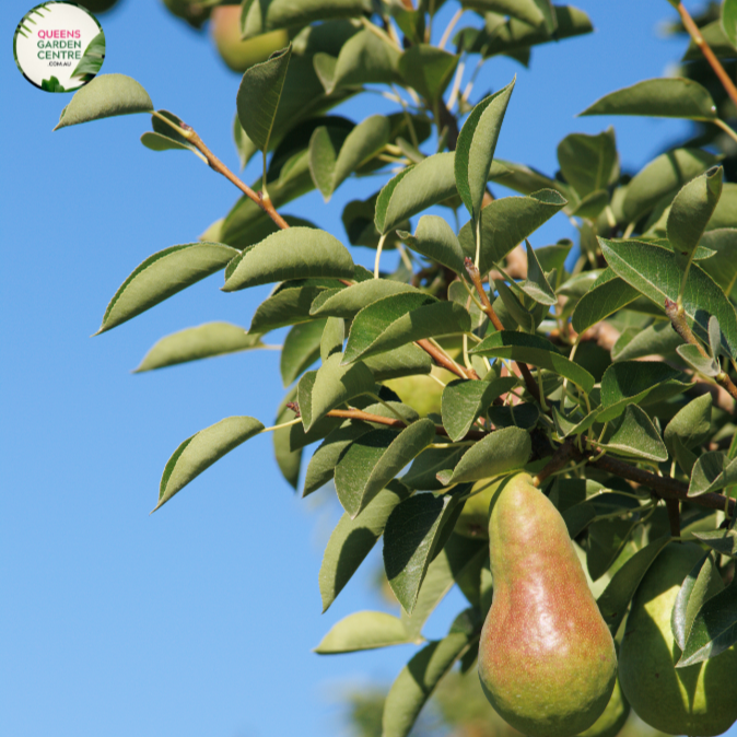 Pear Corella