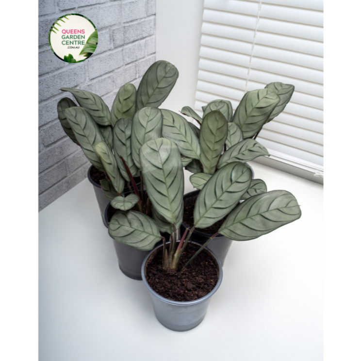 Ctenanthe Setosa