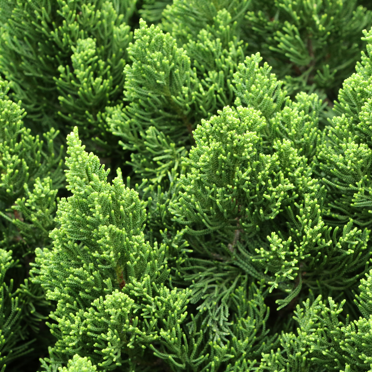 Juniperus chinensis Pyramidalis