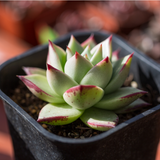 Echeveria Christmas