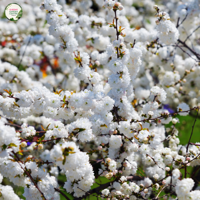 Peach - Alboplena Prunus persica