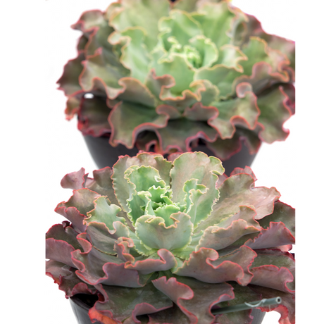 Echeveria Dicks Pink