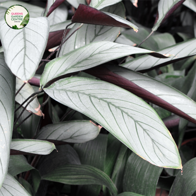 Ctenanthe Setosa