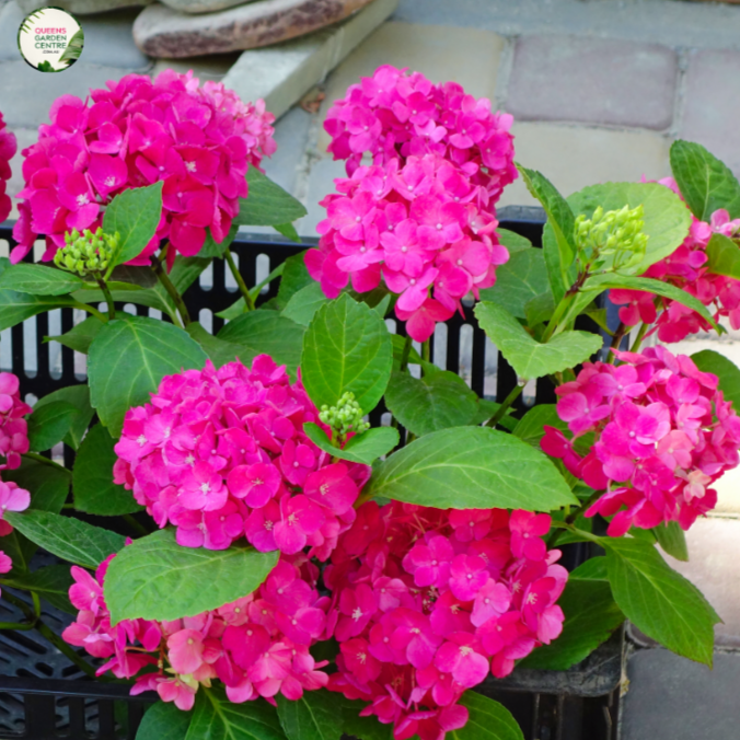 Hydrangea 'Magical Ruby Red'