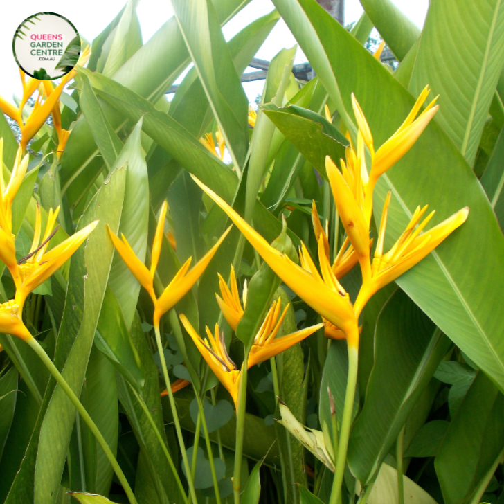 Heliconia Psittacorum Nickeriensis