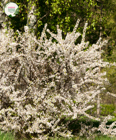 Peach - Alboplena Prunus persica