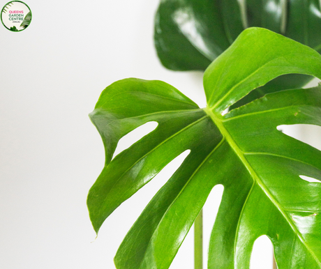 Close-up of a Monstera deliciosa 'Tauerii' plant. The image showcases a large, glossy green leaf with characteristic deep splits and fenestrations, or oval holes, giving it a striking, perforated appearance. The leaf surface is smooth and shiny, reflecting light and highlighting its healthy, vibrant green color. 