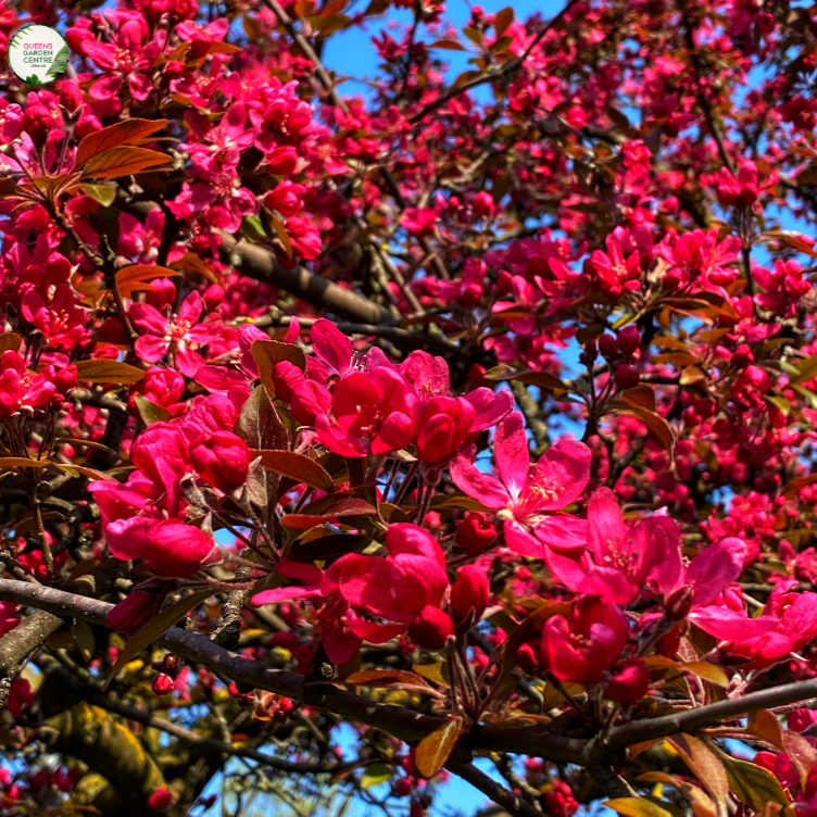 Malus Echtermeyer