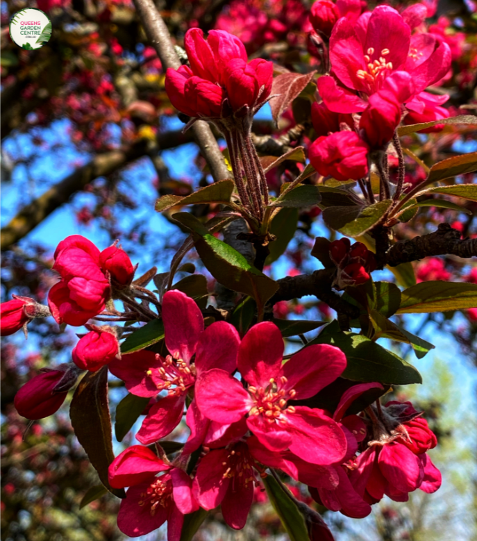 Malus Echtermeyer