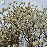 Magnolia Denudata Yulan