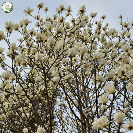 Magnolia Denudata Yulan
