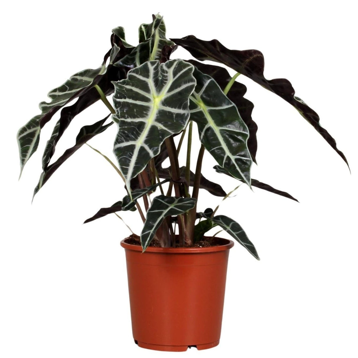 Alocasia Polly - Ø17cm - ↕45cm