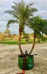 Phoenix Roebelenii