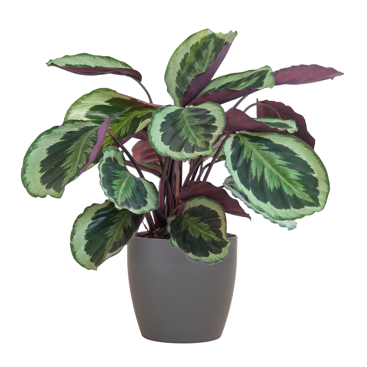 Calathea Medaillon mødte Viber vid