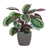 Calathea Medaillon mødte Viber vid