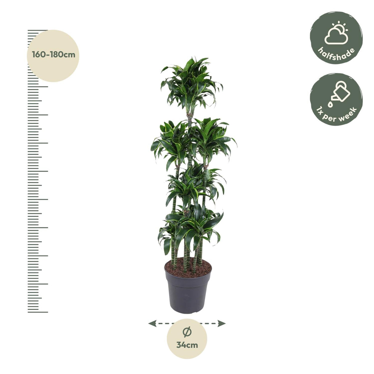 Dracaena Compacta Carrousel