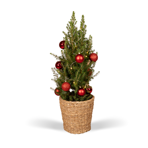 Picea Glauca Conica - Red