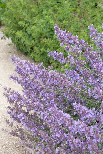 Nepeta 'Walker's Low'