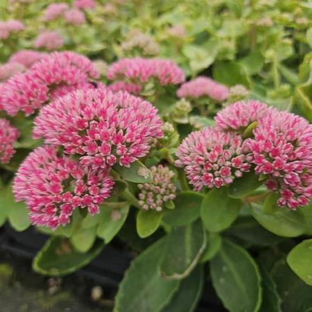 Sedum 'Herbstfreude'