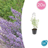 Nepeta 'Walker's Low'