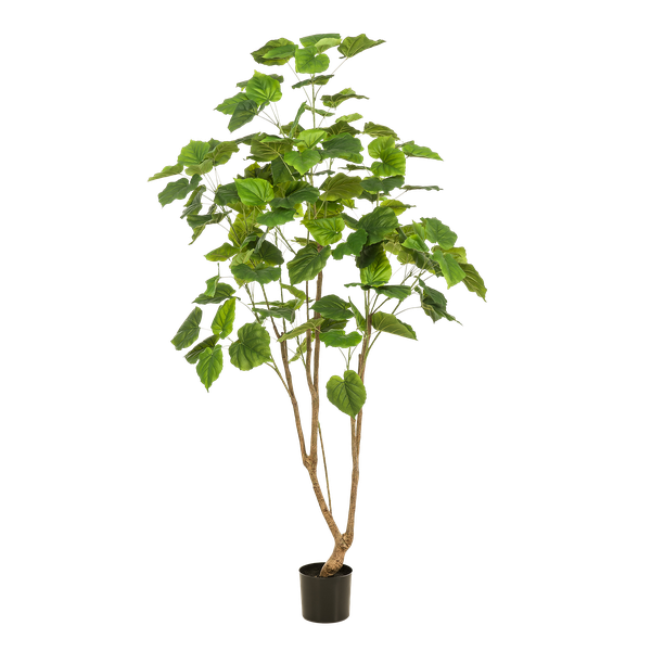 Kunstplante - Ficus umbellate - Afrikaanse vijg - 180cm