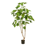 Kunstplante - Ficus umbellate - Afrikaanse vijg - 180cm