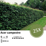 Acer campestre  - Blote wortel