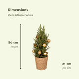 Picea Glauca Conica - Gold