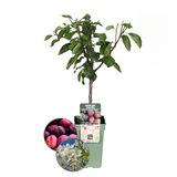 Organic plum tree Prunus Domestica