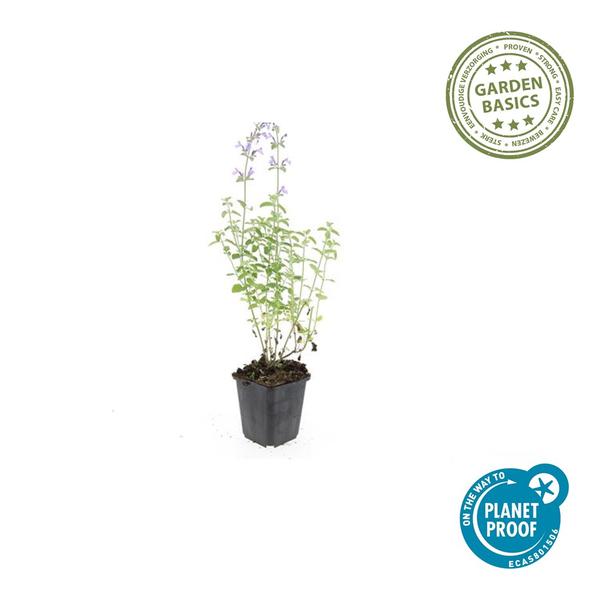 Nepeta 'Walker's Low'