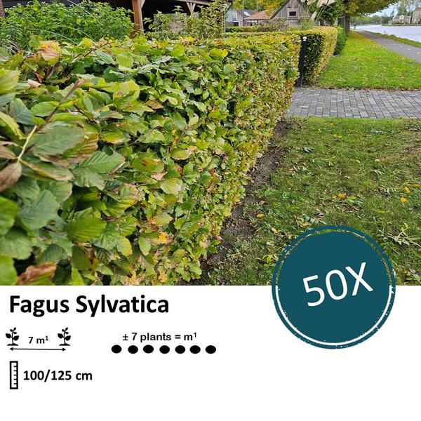 Fagus sylvatica