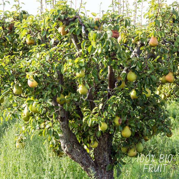 Organic Pear Tree Pyrus