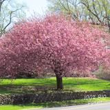 Organic Cherry Tree - Prunus Avium