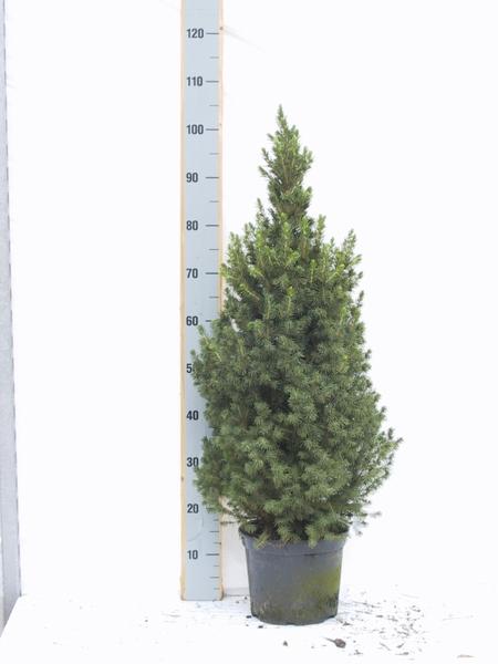 Picea Glauca Conica