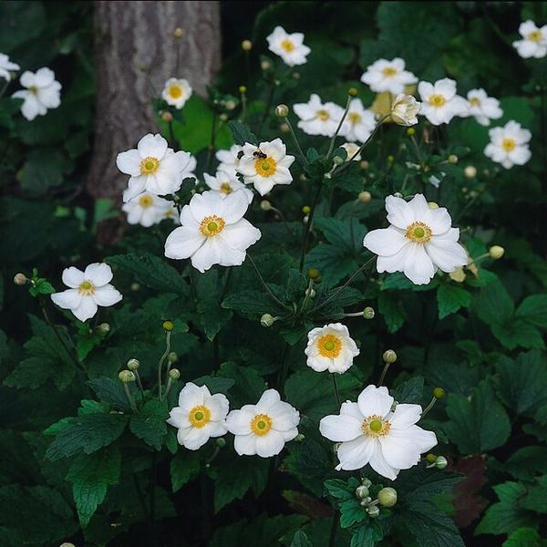 Anemone hyb. 'Honorine Jobert'