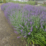 Nepeta 'Walker's Low'