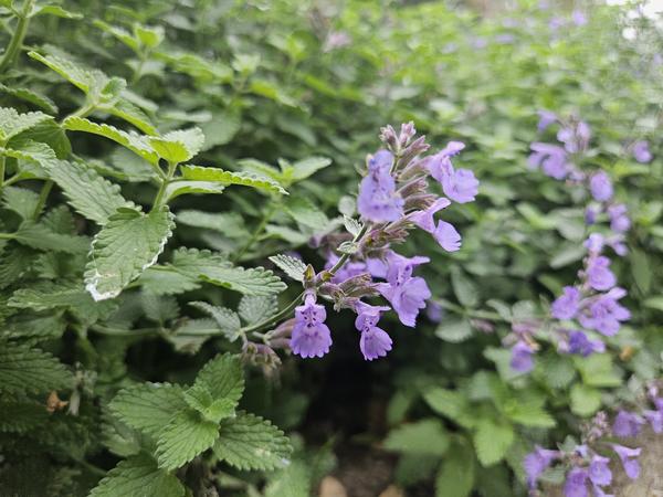 Nepeta 'Walker's Low'