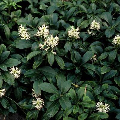 Pachysandra term. 'Green Sheen'