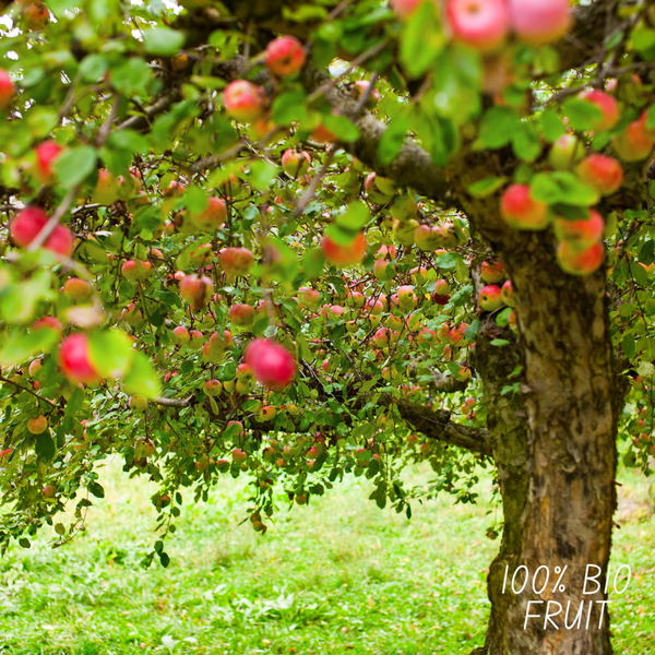 Organic Apple Tree Malus