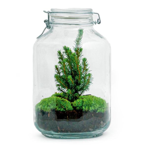 DIY terrarium - Jar Christmas