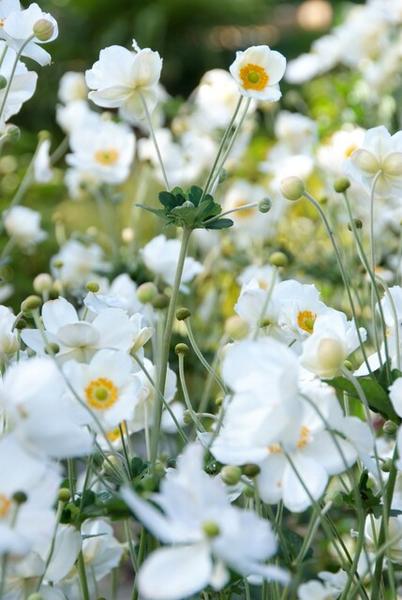 Anemone hyb. 'Honorine Jobert'