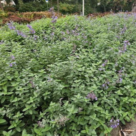 Nepeta 'Walker's Low'