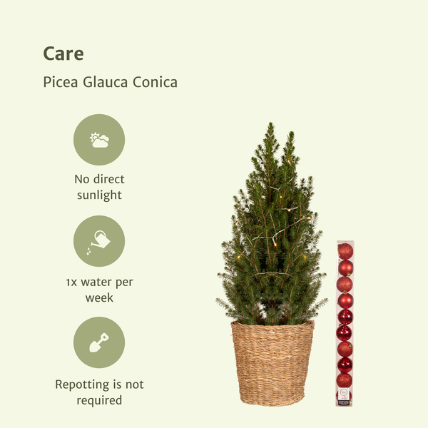 Picea Glauca Conica - Red