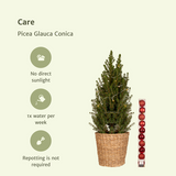 Picea Glauca Conica - Red