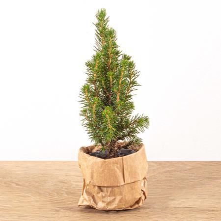 Baby Christmas tree - Picea Glauca Perfecta