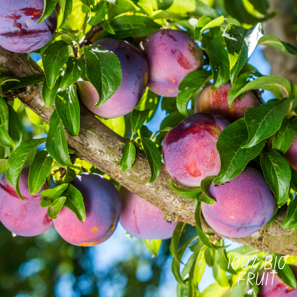 Organic plum tree Prunus Domestica